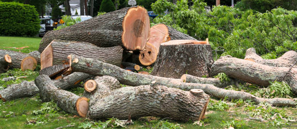 Best Tree Trimming and Pruning  in Sumner, WA